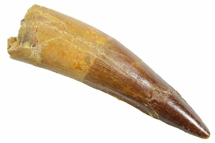 Fossil Spinosaurus Tooth - Real Dinosaur Tooth #363525